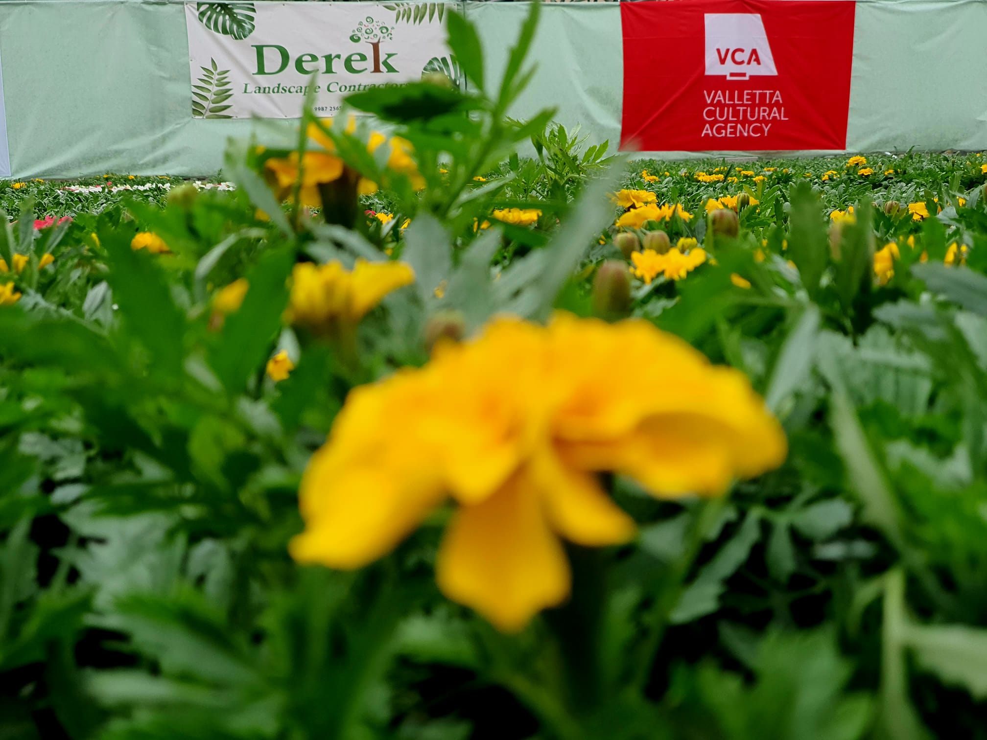  Yellow flower at the Valletta Green Festival