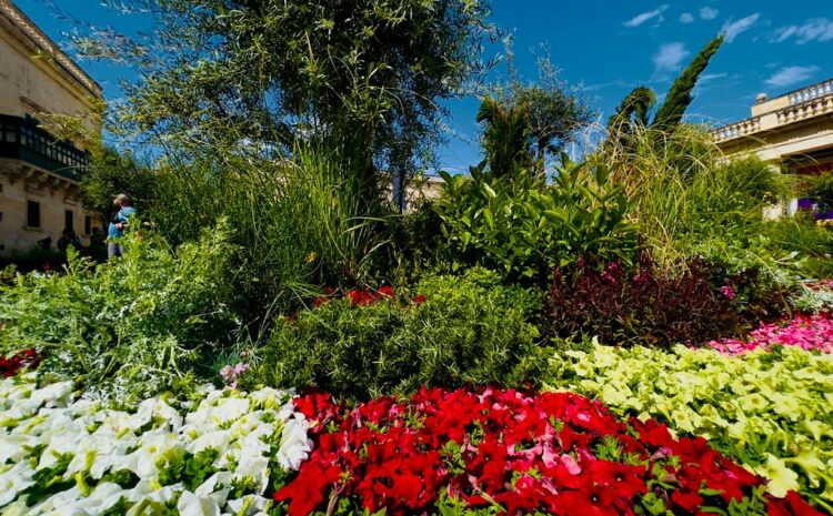 A photo showing plants and trees at St George's Square during the Valletta Green Festival